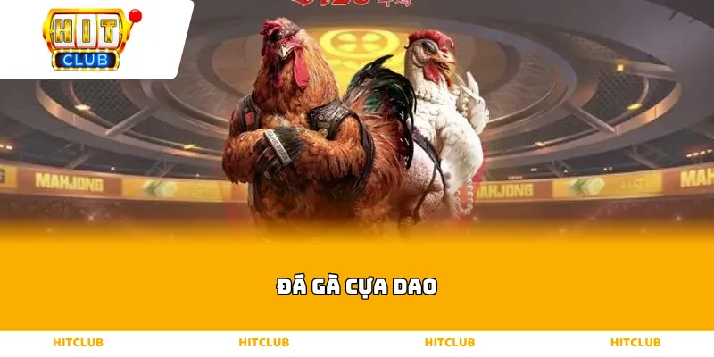 Đá gà cựa dao