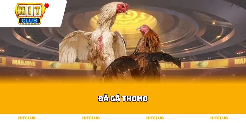 Đá gà Thomo